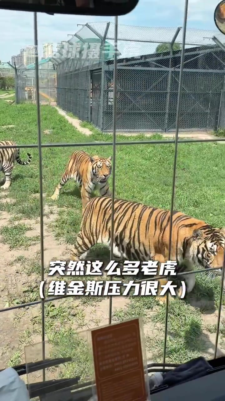 维金斯中国行动物园戏虎！把嘴哥逗得表情包都出来了