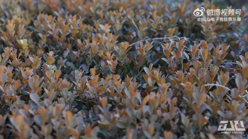 【万博电竞】BLG官方发布对阵JDG赛前视频：沉心深耕，稳中求进